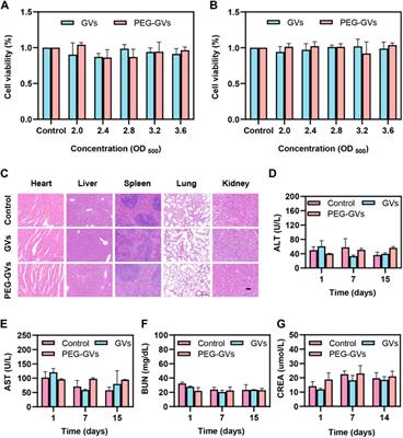 Modification of PEG reduces the immunogenicity of biosynthetic gas vesicles